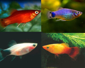 Platy Assorted