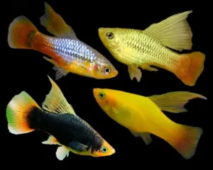 Platy Assorted High Fin