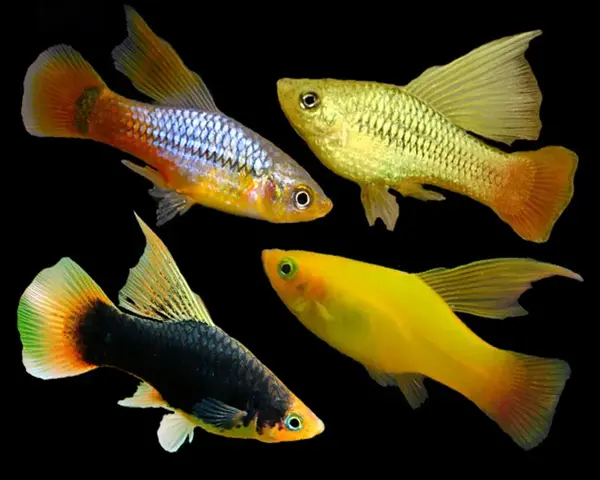 Platy Assorted High Fin