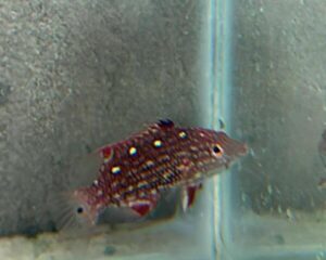 Polkadot Grouper (BODIANUS DIANA)