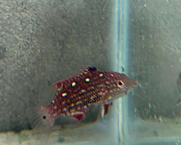 Polkadot_grouper Polkadot Grouper (BODIANUS DIANA)
