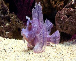 Purple Color Rhinopias (RHINOPIAS ARGOLIBA)