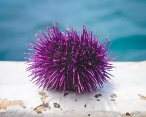 Purple Sea Urchin (ECHLONOMETRA SP/PURPLE/WHITE)