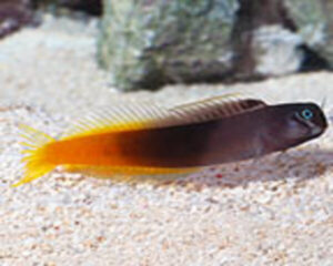 Bi-Color Blenny (ECSENIUS BICOLOR/PULCHER)