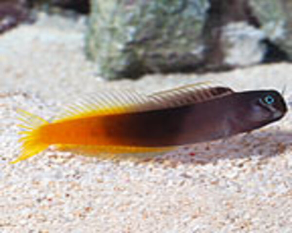 R.T.-BLENNY-1.jpg Bi-Color Blenny (ECSENIUS BICOLOR/PULCHER)
