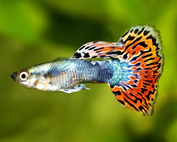 Rainbow Guppy (Male)