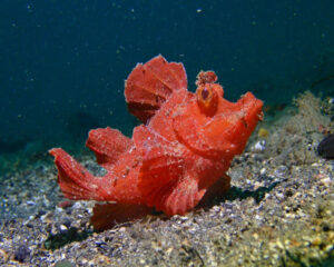 Red Color Rhinopias (RHINOPIAS ARGOLIBA)