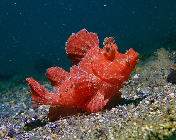 RED-COLOR-RHINOPIAS-1.jpeg Red Color Rhinopias (RHINOPIAS ARGOLIBA)