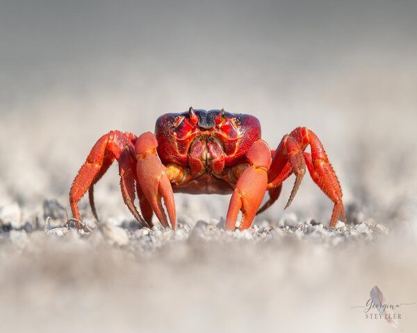 RED-CRAB-1.jpg Red Crab (DARDANUS SP.RED)