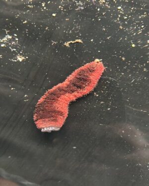 Red Cucumber (VARRIUS SP)