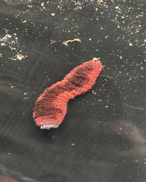 Red Cucumber (VARRIUS SP)