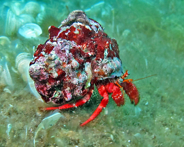 RED-DARDANUS-CRAB-1.jpg Red Dardanus Crab (DARDANUS SP.RED)