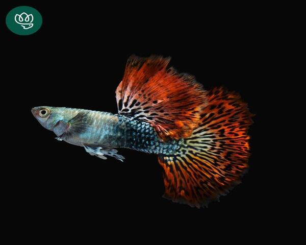 RED-DRAGON-GUPPY-MALE-1-1.jpg Red Dragon Guppy (Male)