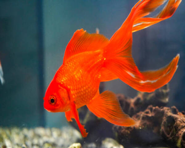 RED-FAN-TAIL-GOLD-FISH-1.jpg Red Fan Tail Gold Fish