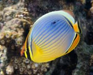 Red Fin Butterfly (CHAETODON TRIFASCIATUS)
