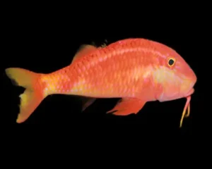 Red Goat Fish (PARUPENEUS SP)