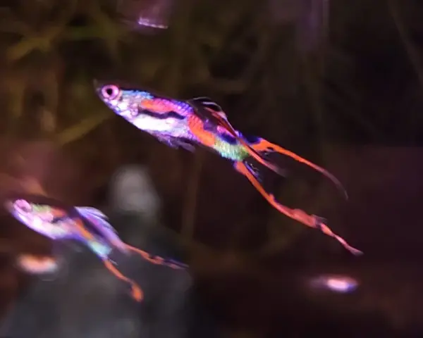 Red Layertail Guppy (Male)