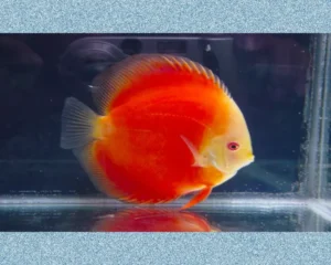 Red Melon Discus
