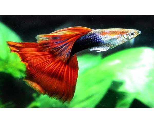 Red Neon Guppy (MALE)
