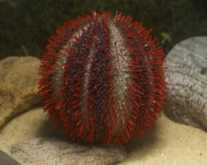 Red Sea Urchin (ECHLONOMETRA SP)
