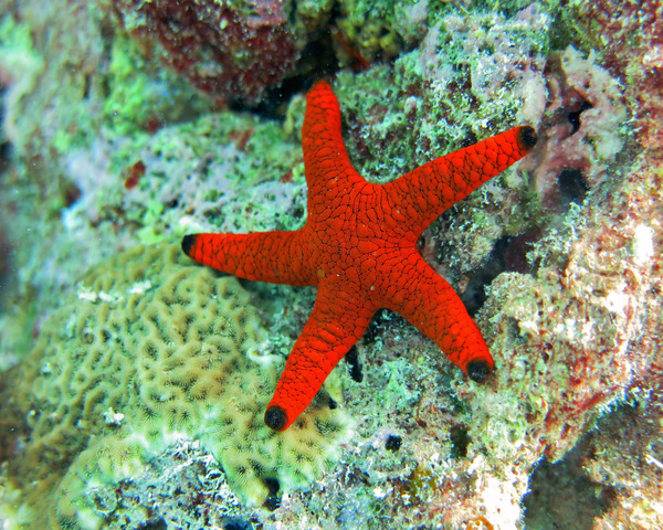 RED-STAR-1.jpg Black Tip Red Star Fish (FROMIA ELEGANS)