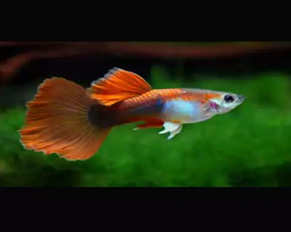 Red Tuxido Guppy (MALE)