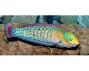 Red White Wrasse (CORIS FORMOSA WRASSE)
