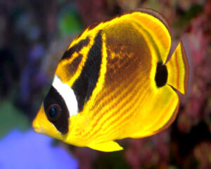 Raccoon Butterfly (CHAETODON LUNULA)