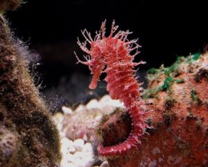 Red Sea Horse (HIPPOCAMPUS KUDA)