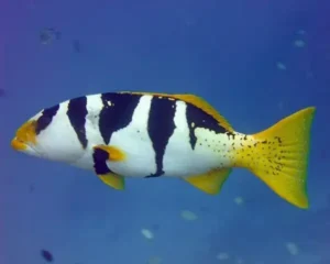 Saddle Groper Fish (EPINEPHELUS LANCEOLATUS)