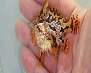 Sargassumfish (HISTRIO HISTRIO)