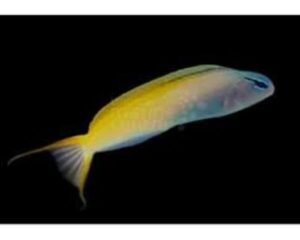 Scooter Blenny (PTERELEOTRIS EVIDES)