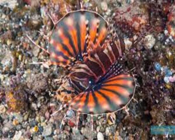 SCORPION-FISH-1.jpg Scorpion Fish (DENDROCHIRUS ZEBRA)