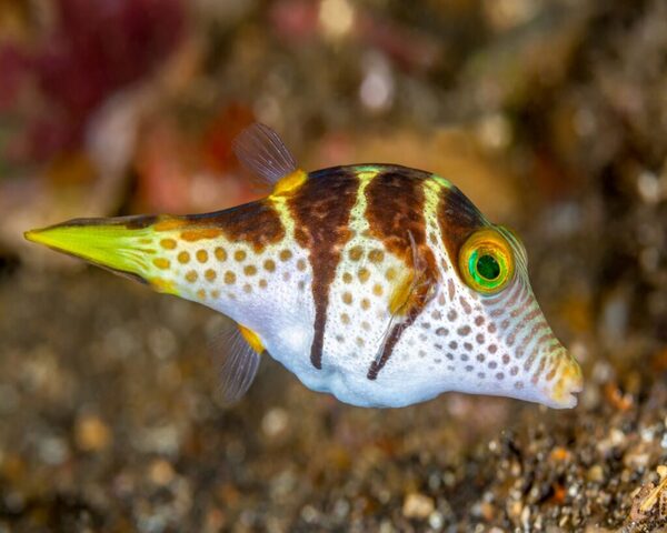 SHARP-NOSE-PUFFER-1.jpeg Sharp Nose Puffer (CANTHIGASTER VALENTINI)