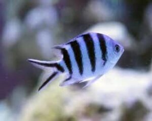 Sissortail Damsel (NEOPOMACETRUS BANKIERI)