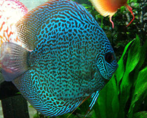 Snake Skin Discus