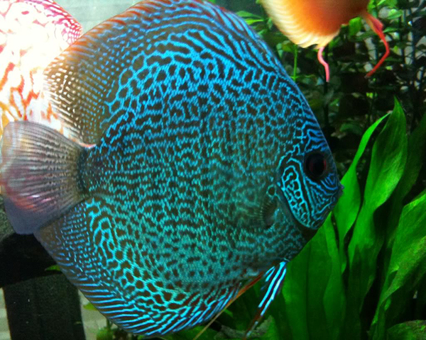 SNACK-SKING-DISCUS-1.jpg Snake Skin Discus
