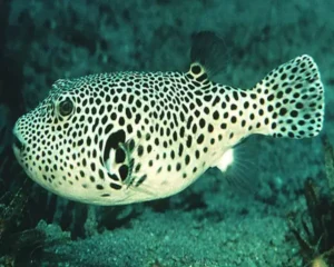 Stellatus Dog Fish (ATOTHRON STELLATUS)