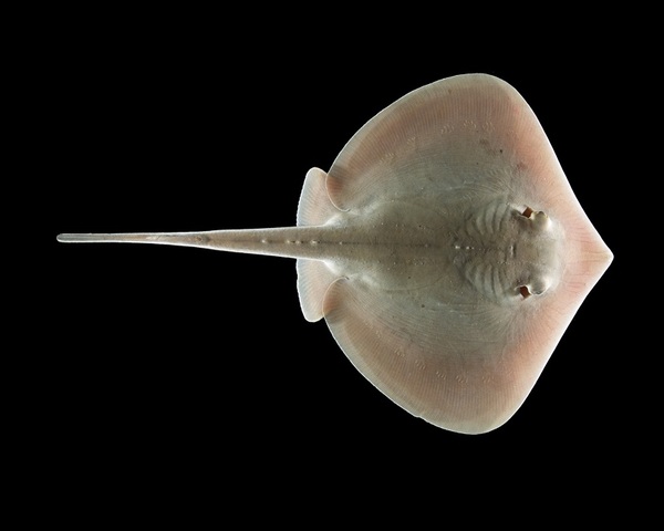 STINGRAY-1.jpg Skate (TAENIURA LYNNA)