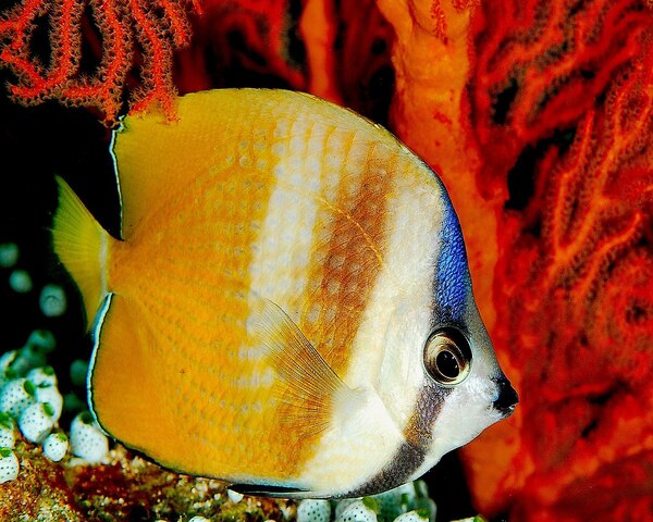 SUN BRUT ORANA Sun Brut Orana (CHAETODON KLEINI)