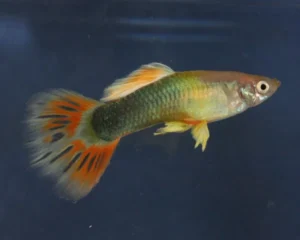 Sunray Guppy (Male)
