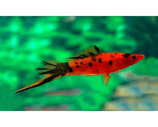 Swordtail Berlin