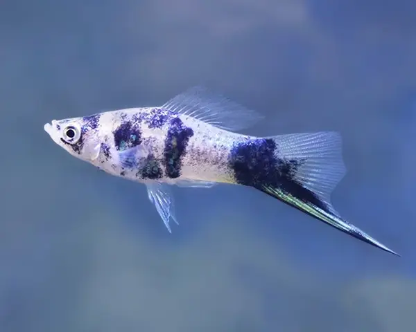 SWORDTAIL-BLACK-MARBLE-1.webp Swordtail Black Marble