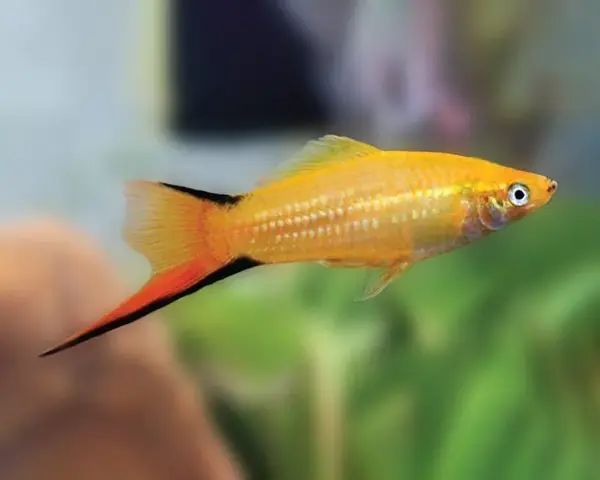 Swordtail Golden Comet