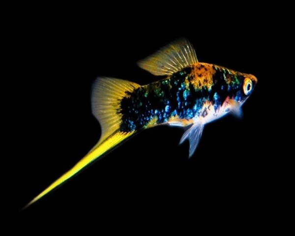SWORDTAIL-GOLDEN-MARBLE-1.jpg Swordtail Golden Marble
