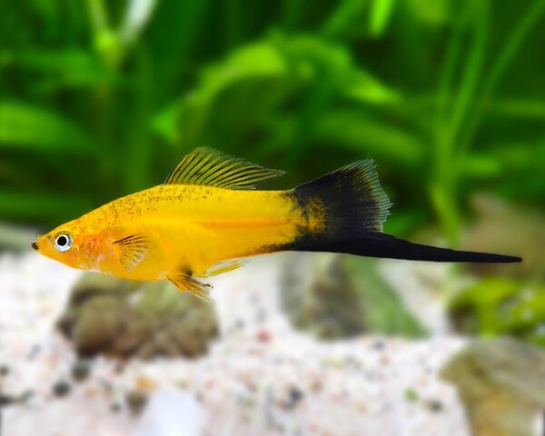 SWORDTAIL-GOLDEN-WAGTAIL-1.jpg Swordtail Golden Wagtail
