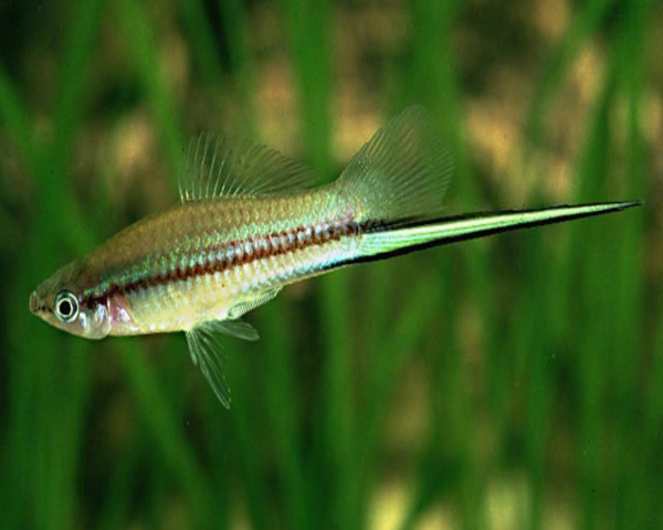 Swordtail Green