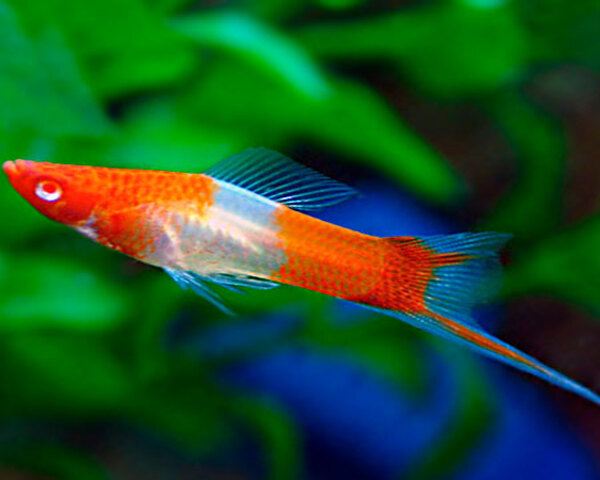 Swordtail Kohako