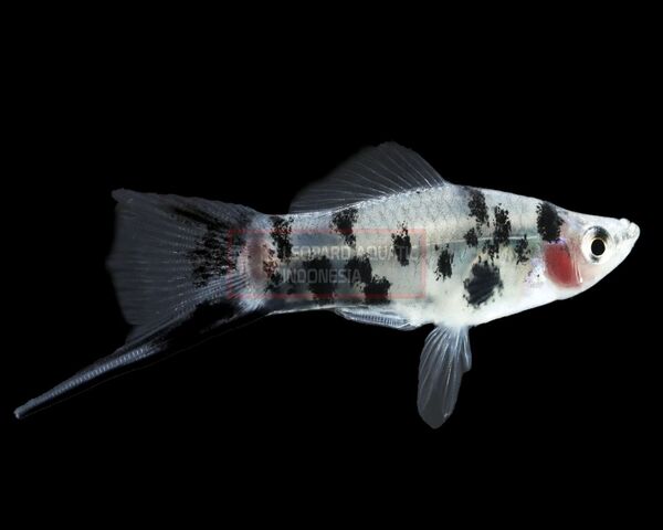 Swordtail Panda