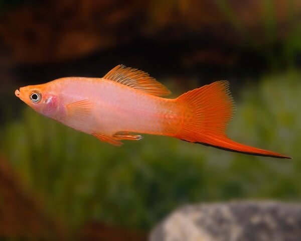 Swordtail Pink Comet